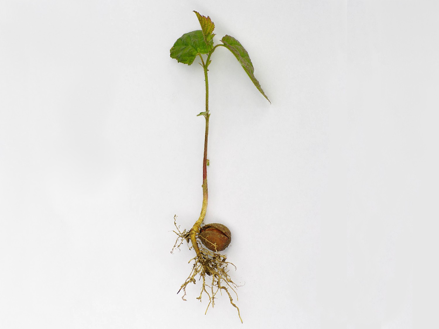 Survivalism Anthropocene Curriculum