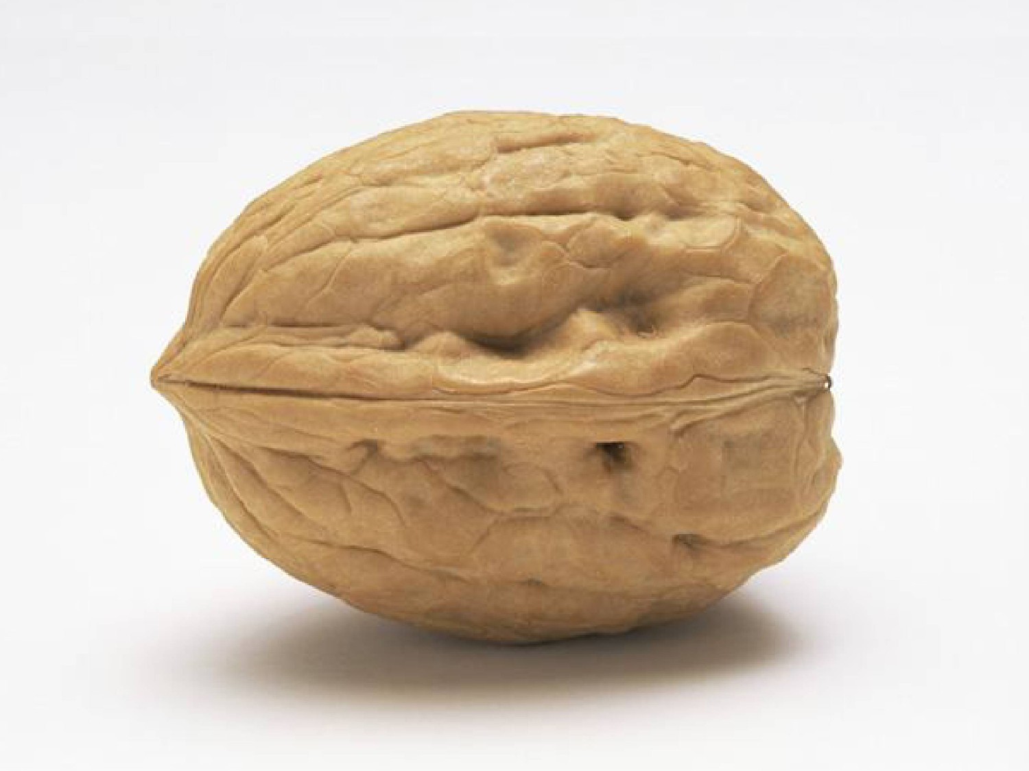 Орех похожий на мозг. Грецкий орех неочищенный Чили. Большой грецкий орех. Сорт крупного грецкого ореха. Орехи на белом фоне.